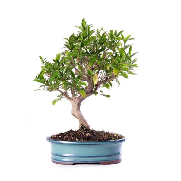 Punica Granatum eretto informale vaso cm 25