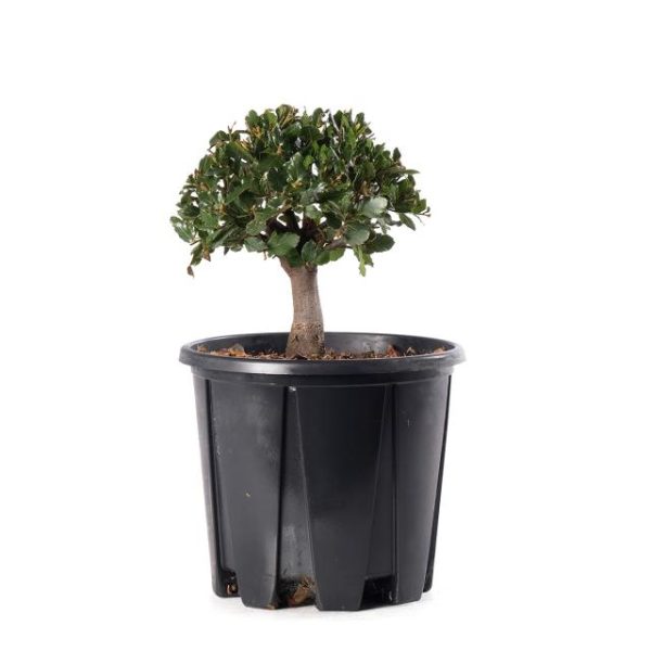 Quercus suber clt.3