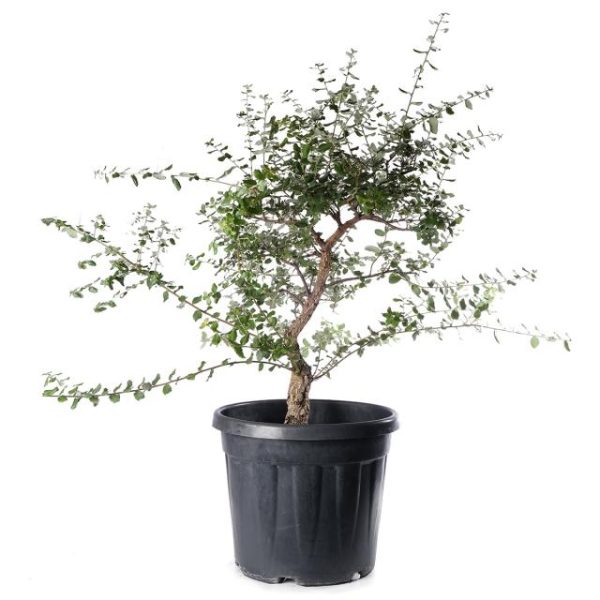 Quercus suber clt.30