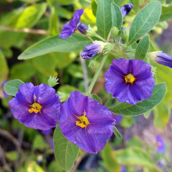 Solanum Rantonetti