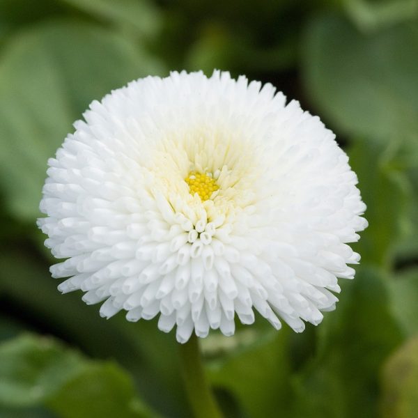 Bellis Vaso 14 cm