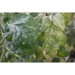 CIFO Polvere di Roccia Insetticida Biologico