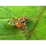 CIFO Polvere di Roccia Insetticida Biologico