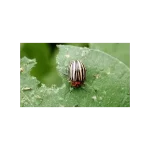 CIFO Polvere di Roccia Insetticida Biologico