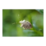 CIFO Polvere di Roccia Insetticida Biologico