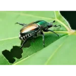 CIFO Polvere di Roccia Insetticida Biologico