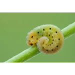 CIFO Polvere di Roccia Insetticida Biologico