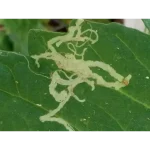 CIFO Polvere di Roccia Insetticida Biologico