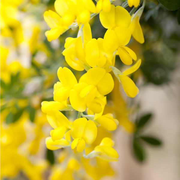 Cytisus In Sorten V14