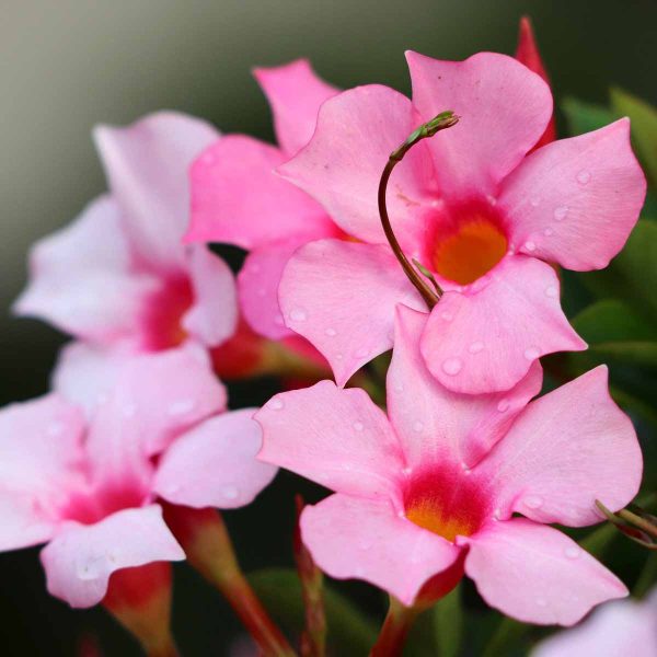 Dipladenia