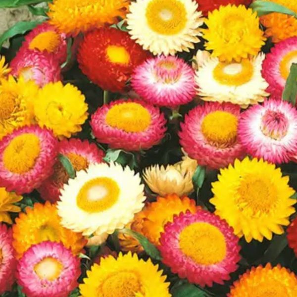 Elicriso Fiore di Carta