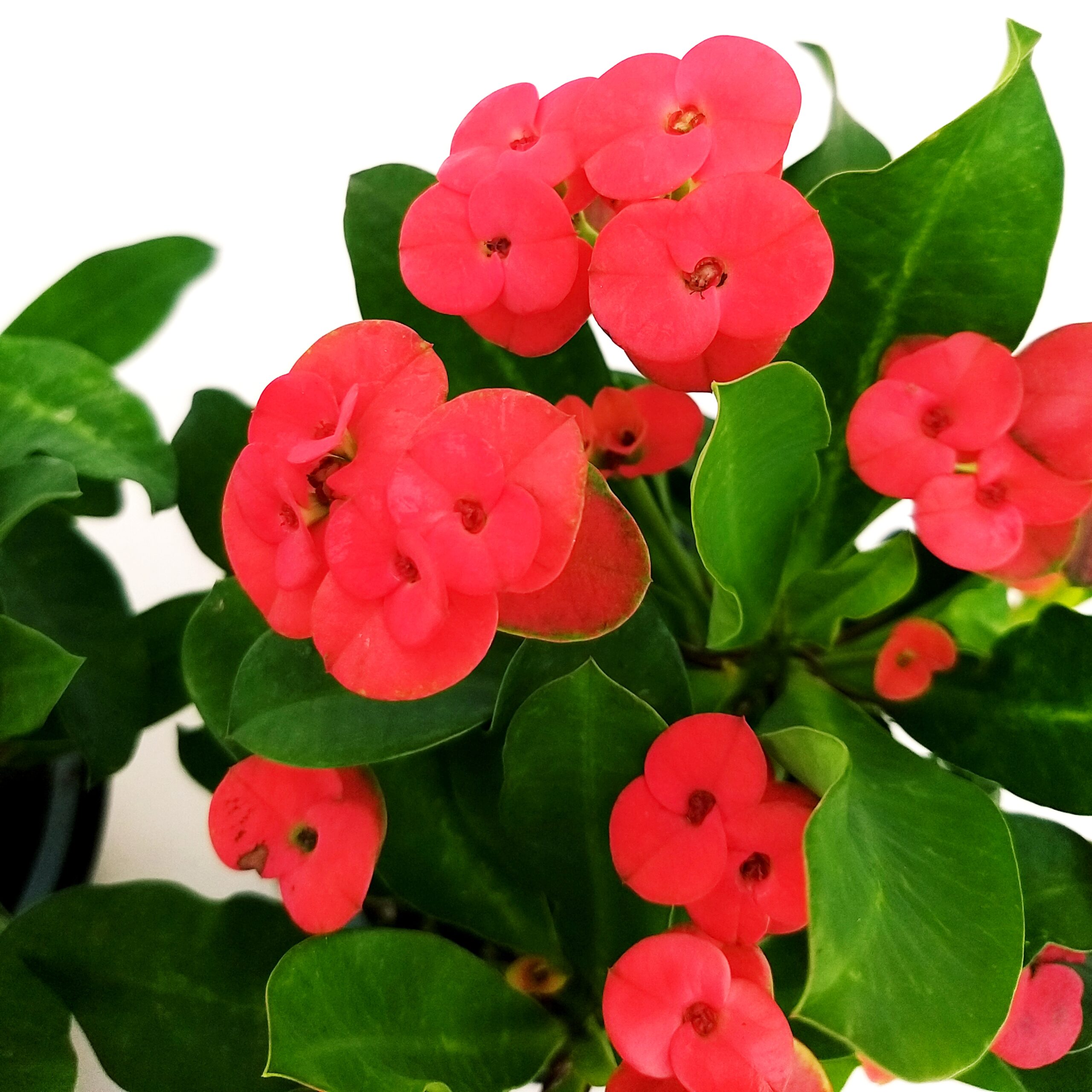 euphorbia Euphorbia (Spina di Cristo) V14 - immagine 1