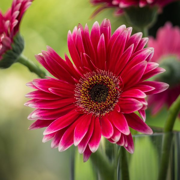 Gerbera V14