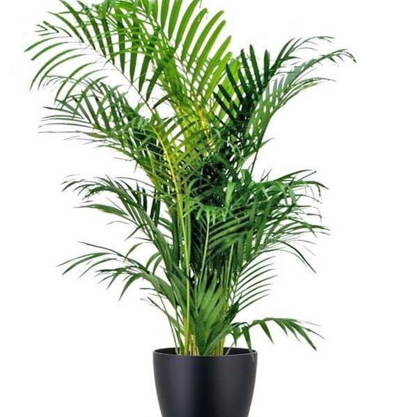 Kenzia Vaso 18 cm