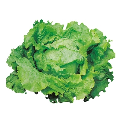 Lattuga Iceberg