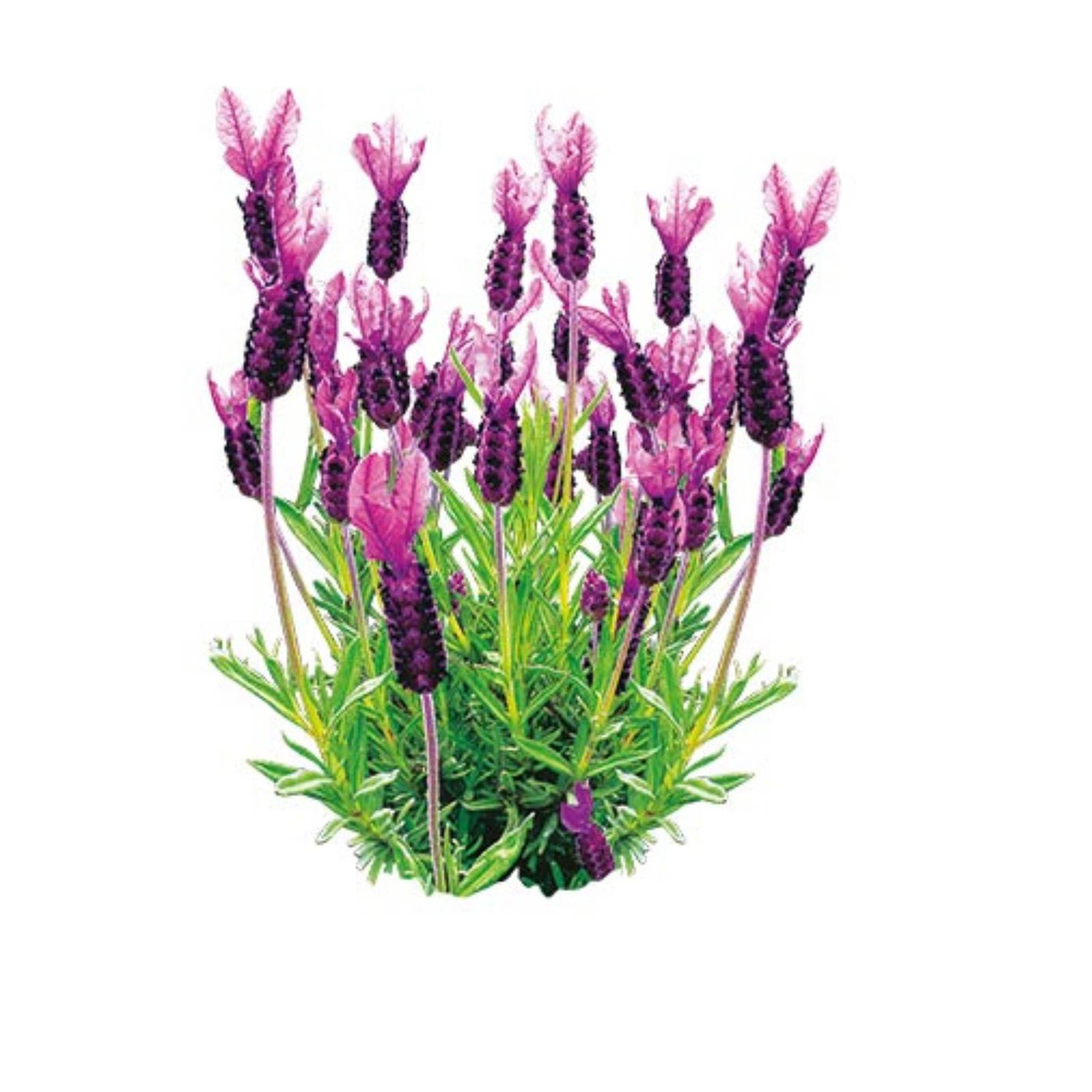 lavanda stoechas Lavanda Stoechas - immagine 1