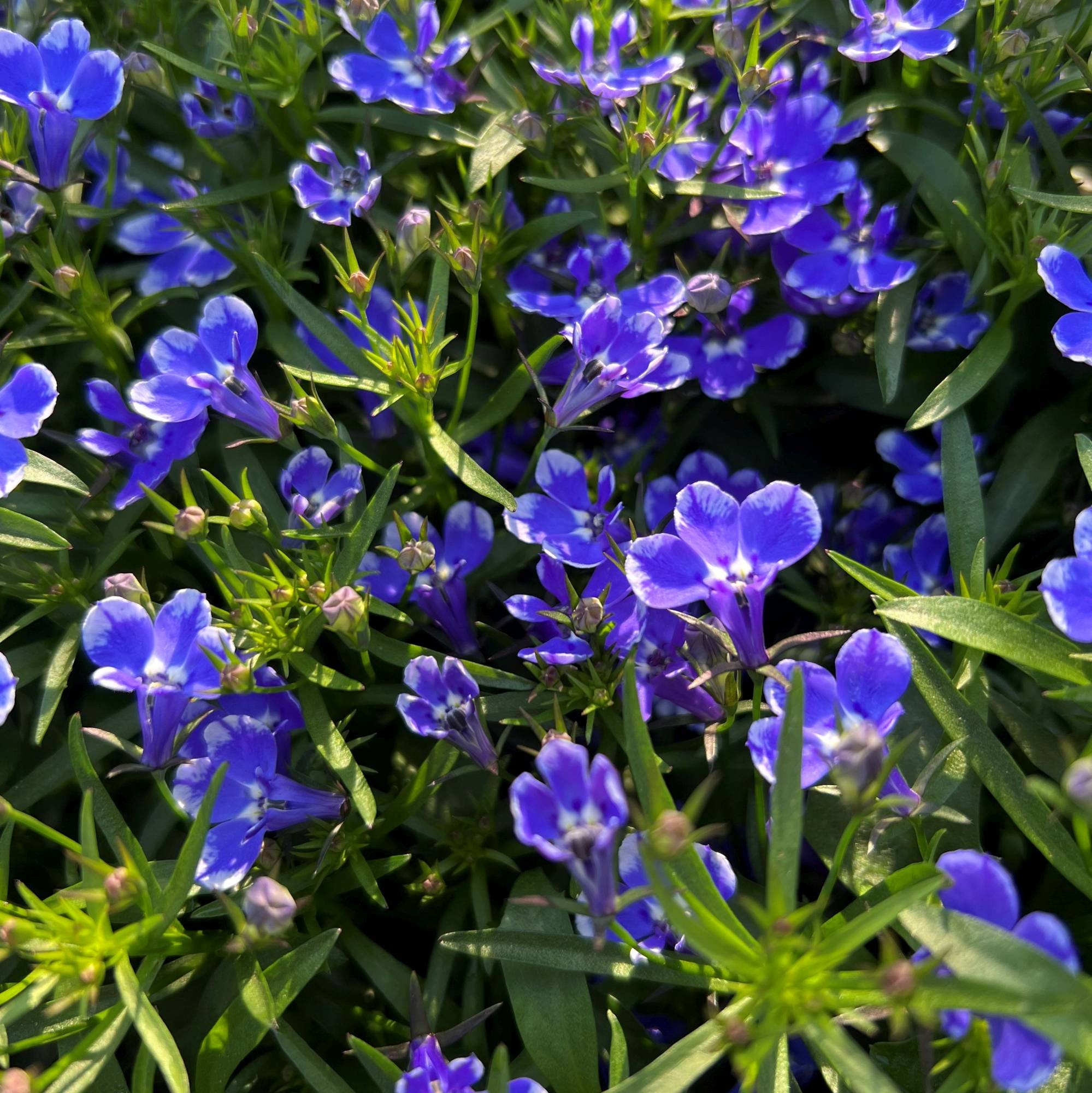 lobelia Lobelia - immagine 1