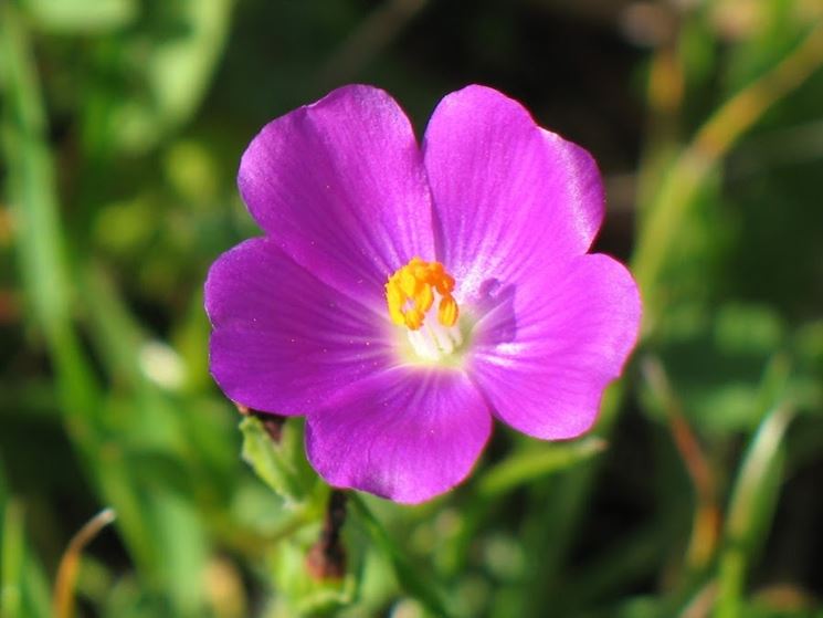 portulaca Portulaca - immagine 1