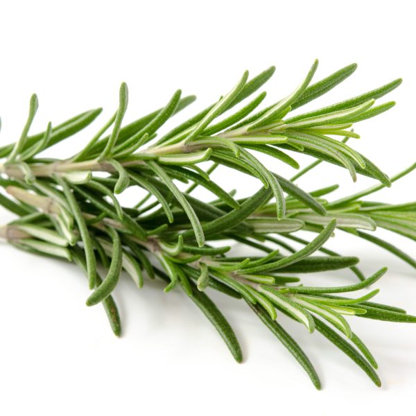 Rosmarino