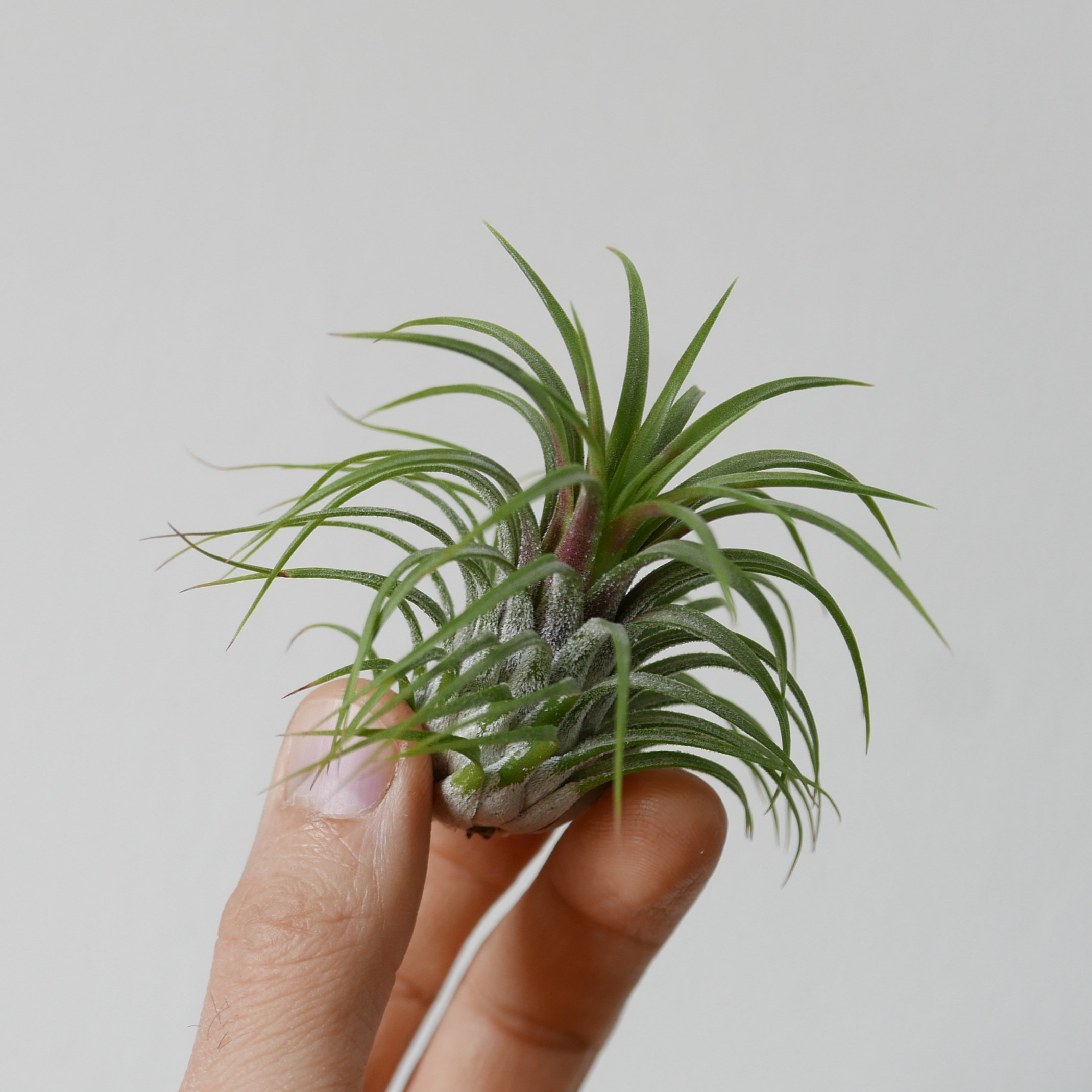 tillandsia i Tillandsia - immagine 1
