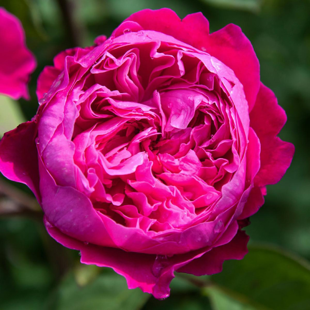 rosa accademia Rosa Barni Accademia - immagine 1