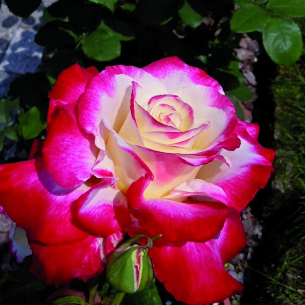 rosa double Rosa Barni Double Delight - immagine 1