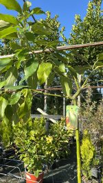 Persea Americana - Avocado Vaso 20 cm