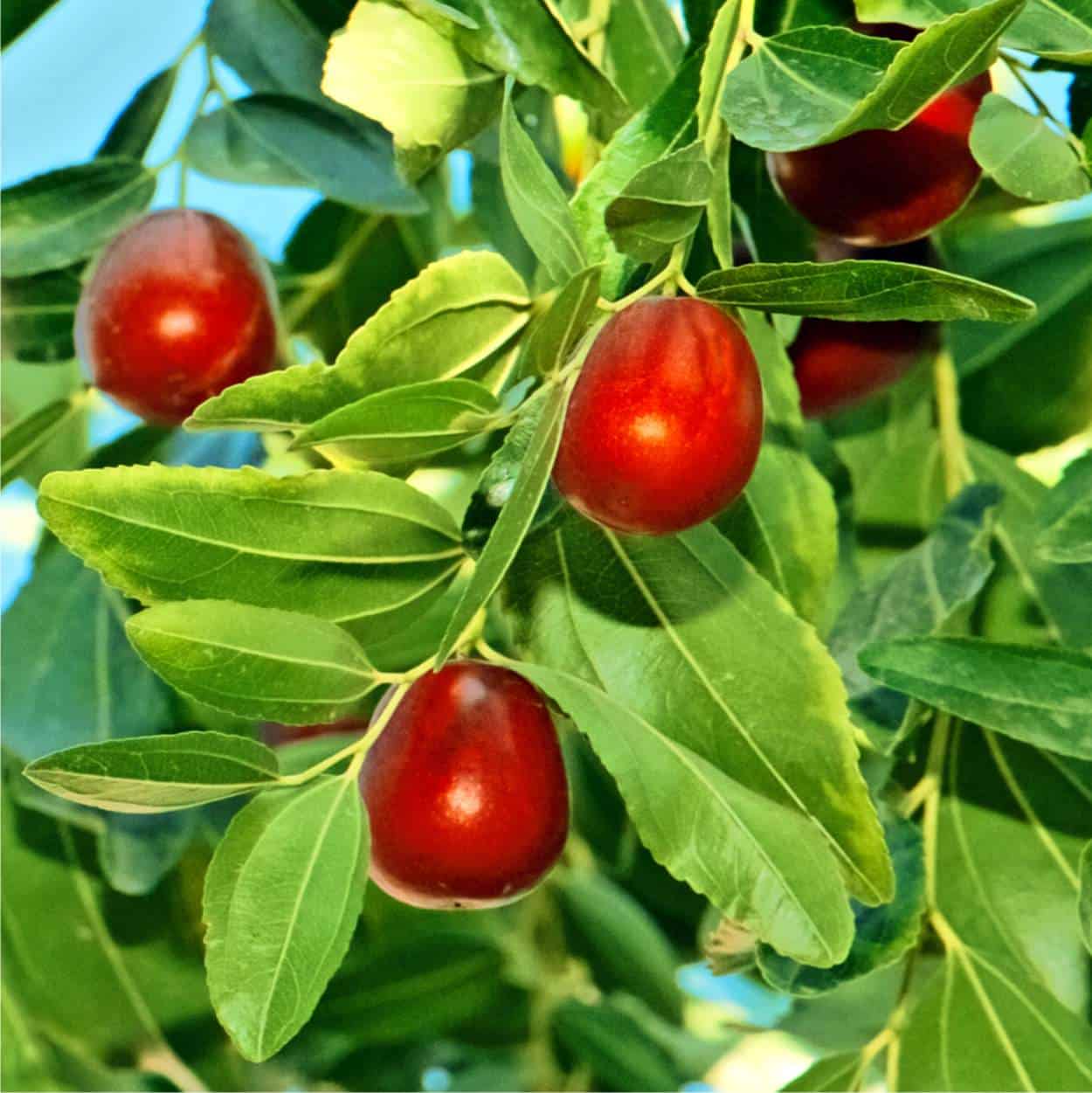 Pianta Vera Di Giuggiolo Mela (Ziziphus Sativa 'Li') In Vaso Da 22 Cm - Albero Da Frutto Rustico E Decorative
