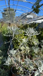 Senecio Vira-Vira Vaso 14 cm