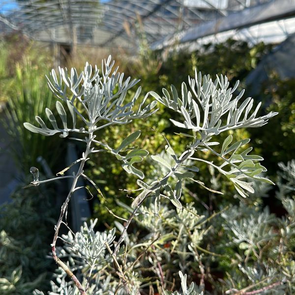 Senecio Vira-Vira Vaso 14 cm