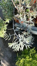 Senecio Vira-Vira Vaso 14 cm - immagine 2