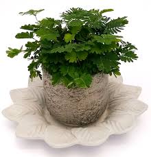 Mimosa Pudica V10