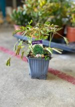 Mimosa Pudica V10 - immagine 2
