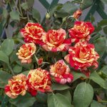 Rosa Barni Flash Rampicante