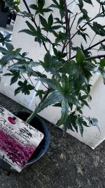 Acer Palmatum In Varietà Vaso 19 cm - immagine 2