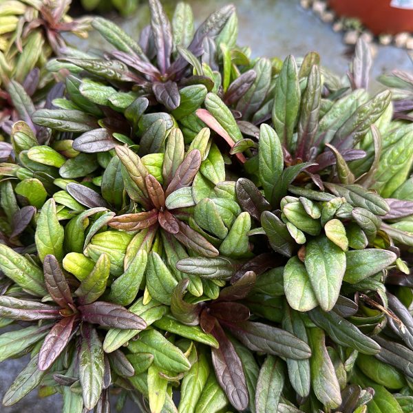 Ajuga Reptans - Bugola Vaso 15 cm