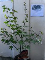 Acer Palmatum In Varietà Vaso 15 cm