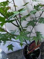 Acer Palmatum In Varietà Vaso 15 cm - immagine 2