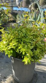 Abelia x Grandiflora Kaleidoscope Vaso 19 cm