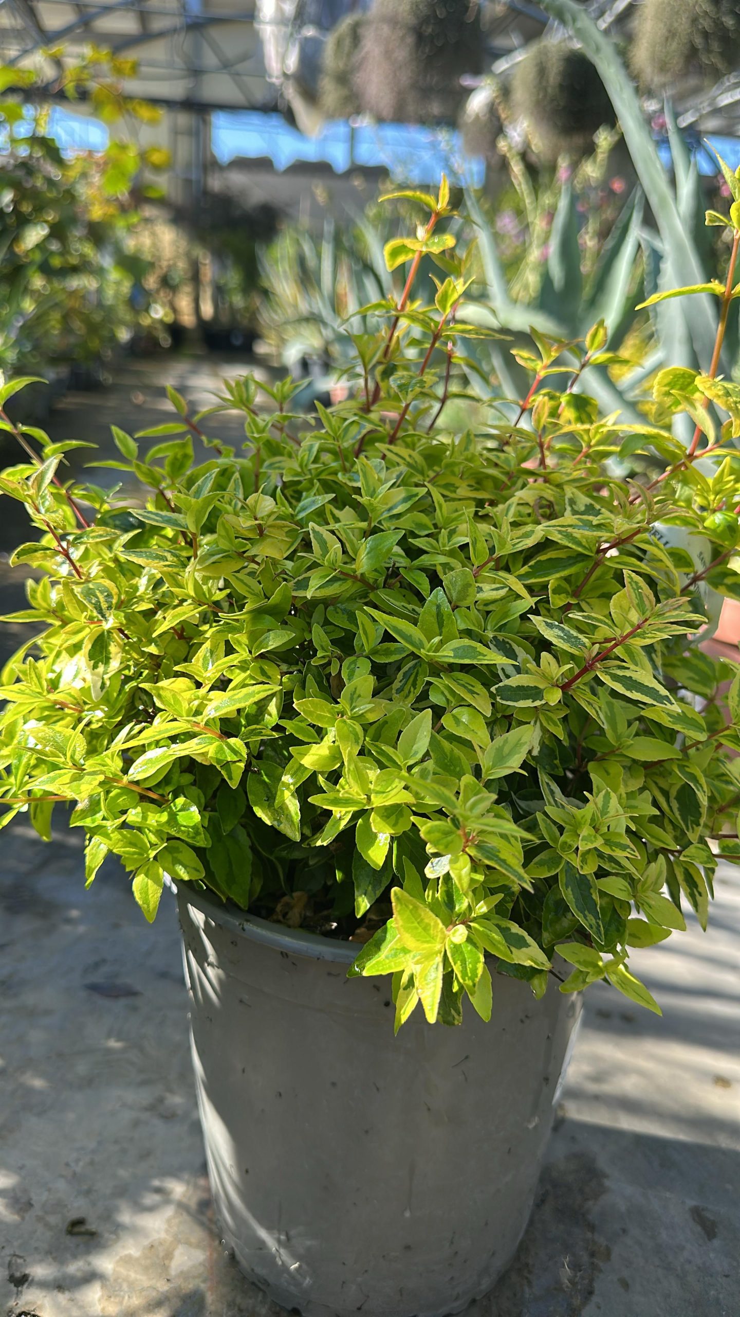 Abelia Grandiflora Kaleidoscope 1 Abelia x Grandiflora Kaleidoscope Vaso 19 cm - immagine 1