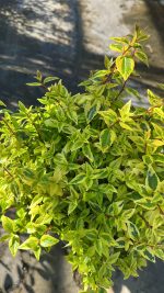 Abelia x Grandiflora Kaleidoscope Vaso 19 cm - immagine 2