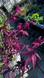 Acer Palmatum Skeeter’s Broom Vaso 19 cm