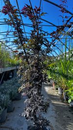 Acer Palmatum Skeeter’s Broom Vaso 19 cm - immagine 2