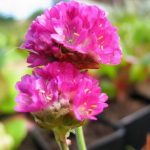 Armeria Maritima - Spillone Vaso 17 cm - immagine 2