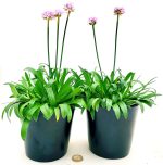 Armeria Maritima - Spillone Vaso 17 cm