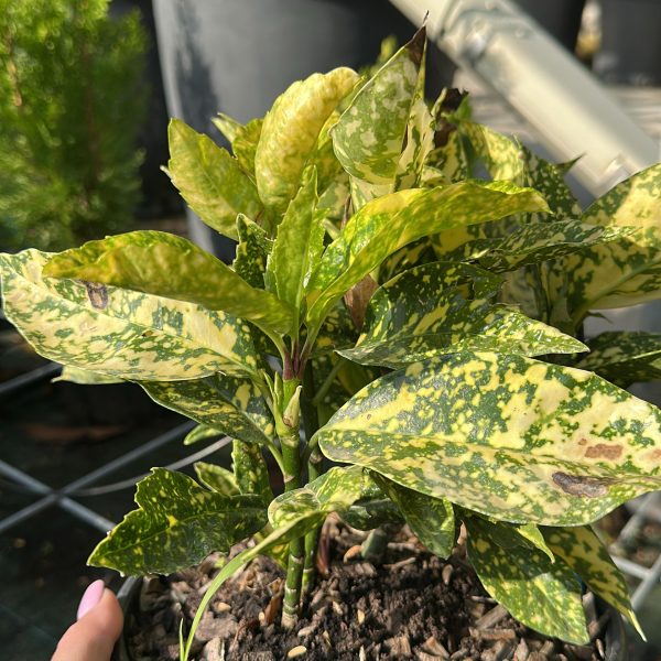 Aucuba Crotonifolia - Alloro Giapponese Vaso 18 cm