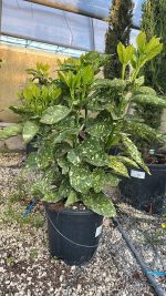 Aucuba Japonica Crotonifolia Vaso 24 cm - immagine 2