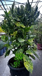 Aucuba Japonica Crotonifolia Vaso 24 cm