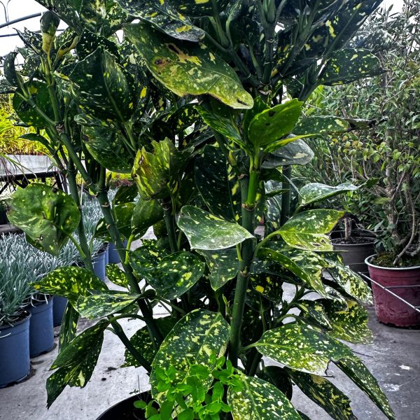 Aucuba Japonica Crotonifolia Vaso 24 cm