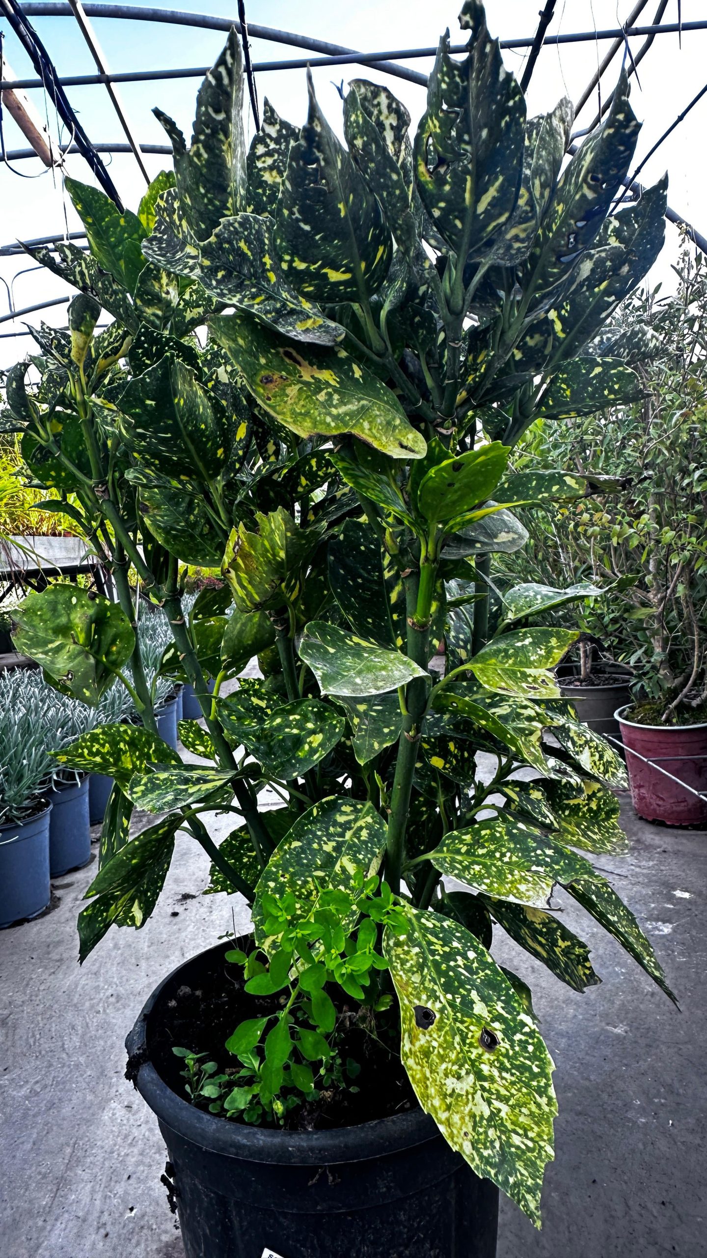 Aucuba Japonica Crotonifolia 3 Aucuba Japonica Crotonifolia Vaso 24 cm - immagine 1